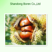 2015 Delicious Fresh Chestnut in China